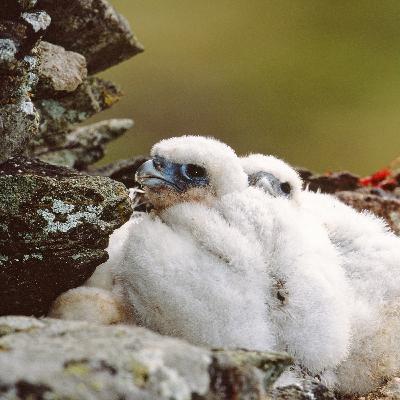 Two Faces for Radio Two Faces for Radio