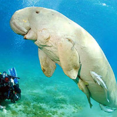 I will be discussing natural selection and it’s effect on the dugong species
