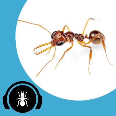 New Podcast series + 2023 Update! | The Ant Podcast Care Guide Edition #0