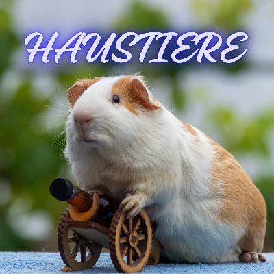 Meerschweinchen