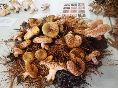 Episode 04: A mob of mycophiles descend on Orange