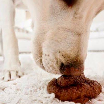Problemas relacionados a la conducta alimentaria Problemas relacionados a la conducta alimentaria