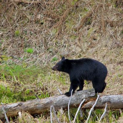 This Week in Yellowstone: May 15th to May 21st, 2025