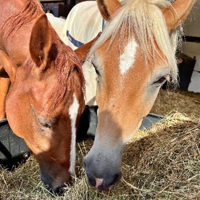 #386: Katsching! Was das Pferd im Monat wirklich kostet