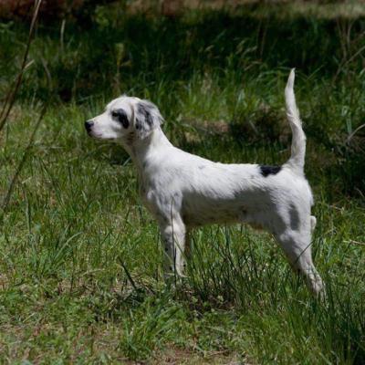 Episode 6: Hunter Payne of Gun Dog Development