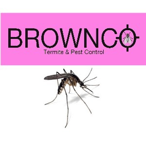 Ultimate Roach Pest Control Safe and Effective Solutions for Your Home