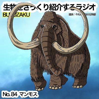 第84話：✉️「マンモス」をざっくり紹介