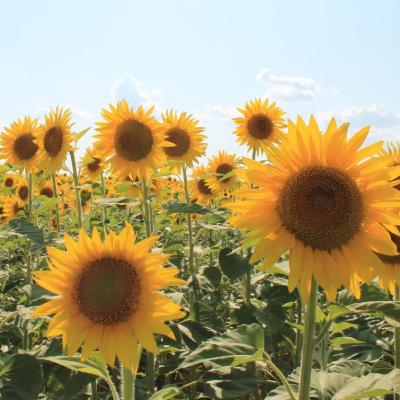 Оздоровление почв: выход из агрохимической ловушки интенсивного земледелия