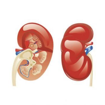 Podcast über die Niere