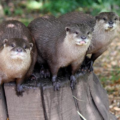 #14: The Artist Formerly Known as Spanksy