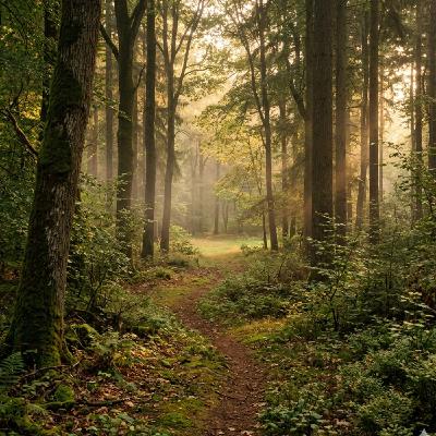 (ohne Musik) Fr, 10.04. Entspannt einschlafen - Der Wald der stillen Begegnung (ohne Musik) Fr, 10.04. Entspannt einschlafen - Der Wald der stillen Begegnung