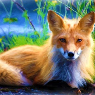 De vos zonder staart De vos zonder staart