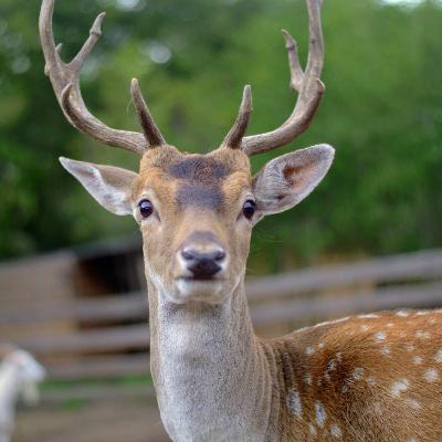 #127 Daniele, AGI, dystopia i NieR Automata - rozmowy przeluźne z Mistrzem Emu V. #127 Daniele, AGI, dystopia i NieR Automata - rozmowy przeluźne z Mistrzem Emu V.