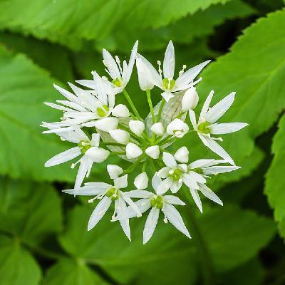 Ail des Ours : L’Or Vert du Sous-Bois