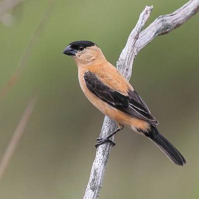Copper seedeater (Caboclinho-frade) Copper seedeater (Caboclinho-frade)