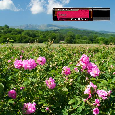 Rosa Touch Óleo Essencial