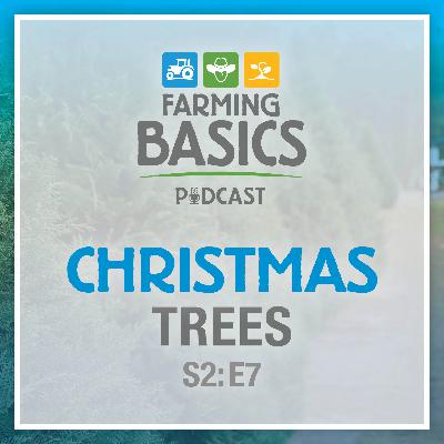 Season 2 Episode 7 – Christmas Trees