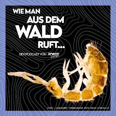 #31 Der verborgene Schatz