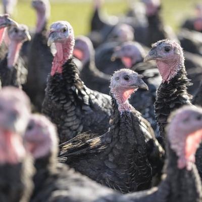 Bird flu outbreak at commercial turkey flock in Carlow