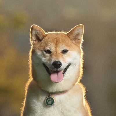 The Good Boy Podcast Episode 22 Suki In The Spotlight
