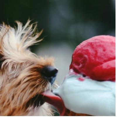 Ep. 2: Greyhounds? Masseters? Something Sweet? Ep. 2: Greyhounds? Masseters? Something Sweet?