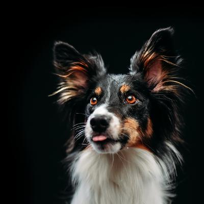 WE'RE STARTING A PODCAST! / Disc Dog Pod Announcement