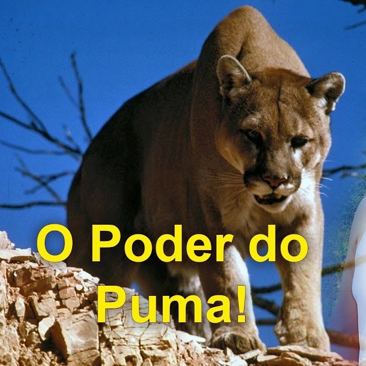 As Cartas Xamânicas, os Animais e seu Poder- O Puma