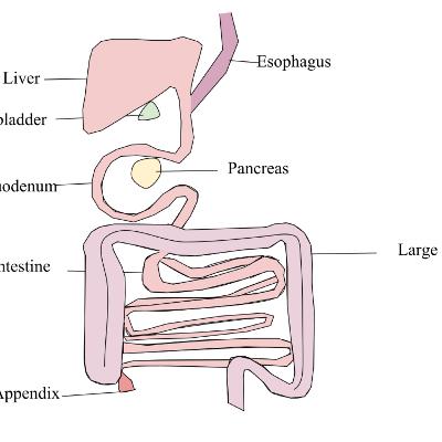 IGCSE 4. Digestion and absorption of food