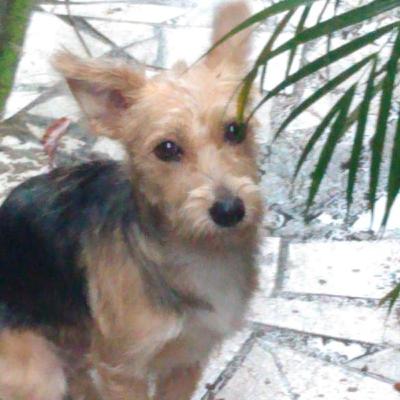 #3 Irreal Diê - Podcast da madrugada: Amélia, minha afta e pesadelos #3 Irreal Diê - Podcast da madrugada: Amélia, minha afta e pesadelos