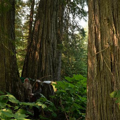 Phoebe and the old-growth forest