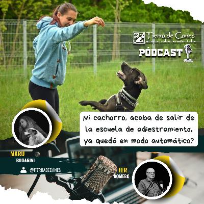 “Mi cachorro acaba de salir de la escuela de adiestramiento… ¿ya quedó en modo automático?”