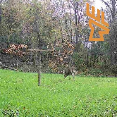EP183 Advancing Food Plots, Clover, Aeration, Holding More Deer