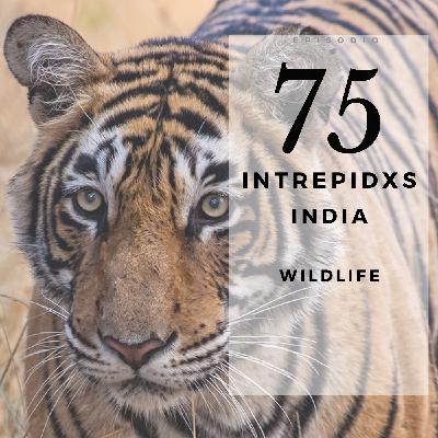75. Indian wildlife: Tigres, Leopardos, Rinocerontes y la Gran Ruta de la Fauna Asiática