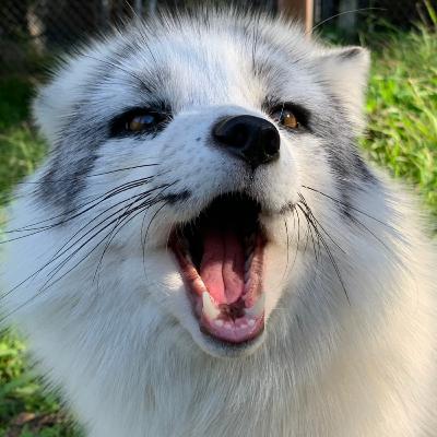 Animal Sounds