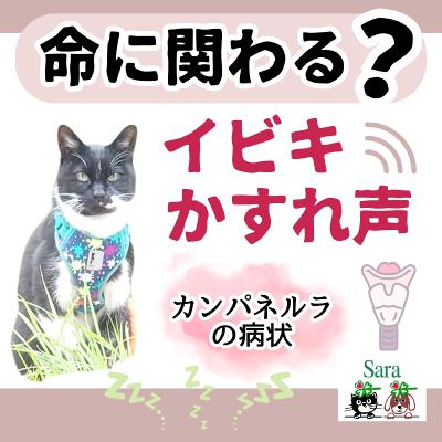 #926. イビキ&かすれ声が命に関わる？喉の病気（カンパネルラの病状について）