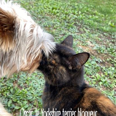 Passion Yorkshire terriers : le guide de formation humaine : les CHATS