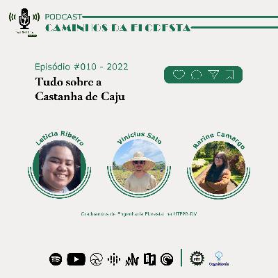 Tudo sobre a Castanha de Caju