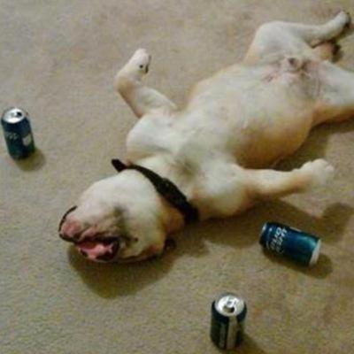 ANIMALES BORRACHOS