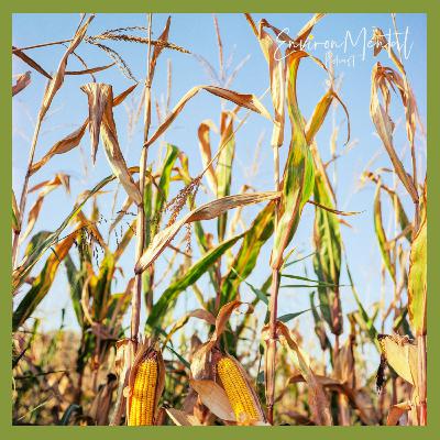 Maybe We're Farmers Now? | EnvironMental Podcast | Agriculture