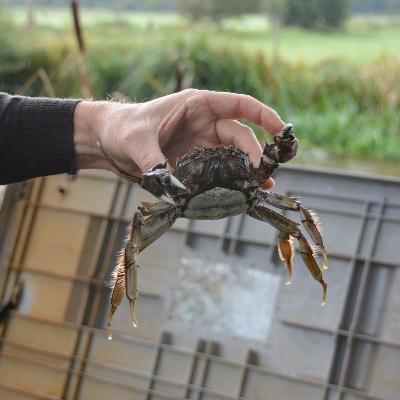 Aflevering 2: Chinese wolhandkrab Aflevering 2: Chinese wolhandkrab