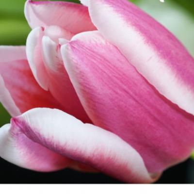 Easter Sunday Message - "Mission: Easter"