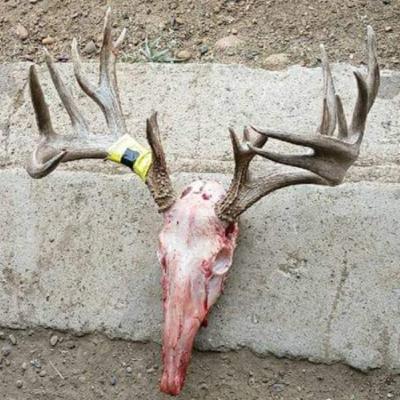 #128: Favorite Deer Stories & Drew's SD Deer Mystery