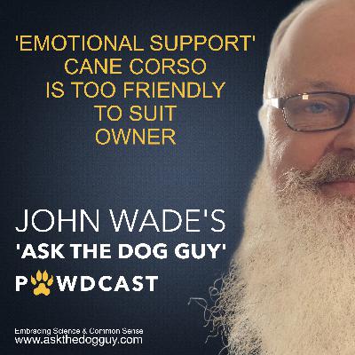 Cane Corso Owner With PTSD Wants Her Emotional Support Dog To Stop Being So Friendly With Everyone She Meets Cane Corso Owner With PTSD Wants Her Emotional Support Dog To Stop Being So Friendly With Everyone She Meets