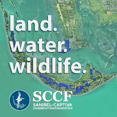 Then & Now: Sea Turtle Conservation on Sanibel Island