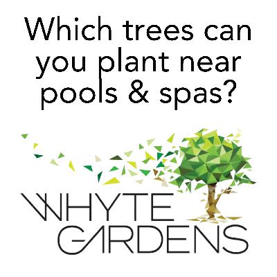 Which trees can you plant near pools and spas in Victoria Which trees can you plant near pools and spas in Victoria