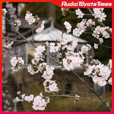 「再出発の桜」【モリゾウのつぶやき】 「再出発の桜」【モリゾウのつぶやき】