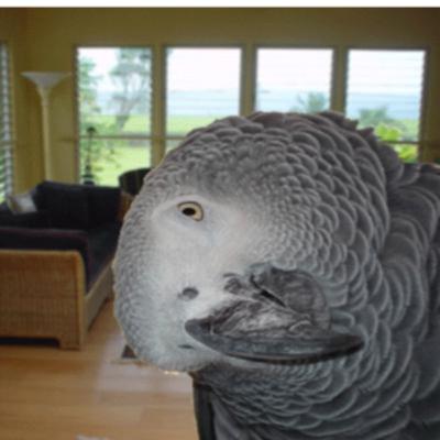 Learning to Live With Birds Learning to Live With Birds