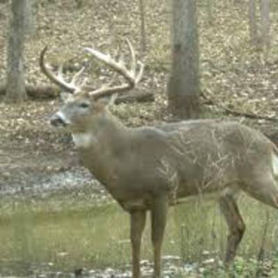 #37: 2023 Louisiana CWD Findings, The Baiting Ban, and more with Johnathan Bordelon of the LDWF