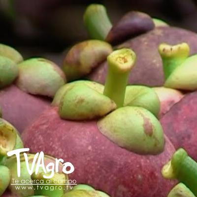Cultivo de mangostino gana terreno en Colombia Frutas Tropicales - TvAgro por Juan Gonzalo Angel Cultivo de mangostino gana terreno en Colombia Frutas Tropicales - TvAgro por Juan Gonzalo Angel