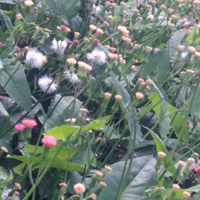 Ombre et Lumière… Les Vies Invisibles des Plantes